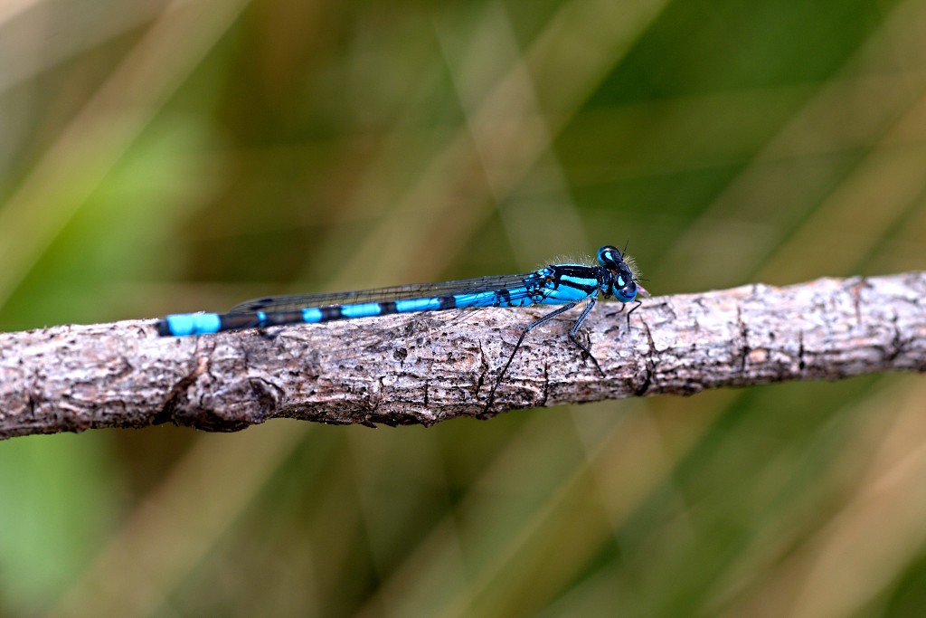 kalmhoutese heide hei hdr natuurgebied natuur landschap natuurpark natuurreservaat wandelen heidegebied bossen vennen